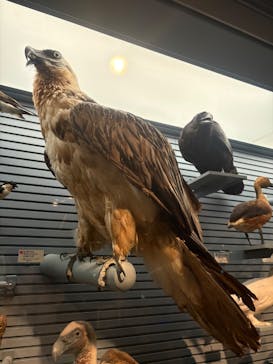 国立科学博物館に投稿された画像（2025/7/12）