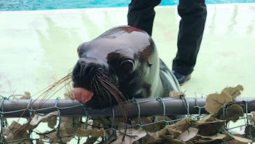 あわしまマリンパークに投稿された画像（2025/7/12）