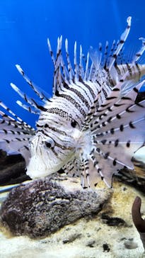 あわしまマリンパークに投稿された画像（2025/7/12）