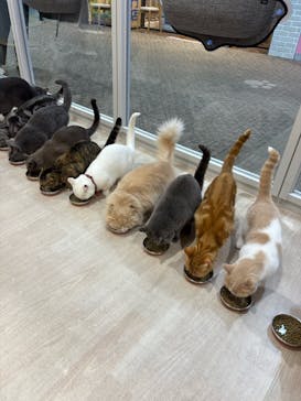 Moff animal cafe イオンモール成田店に投稿された画像（2025/7/12）