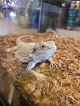 NARA IKIMONO MUSEUMに投稿された画像（2025/7/12）