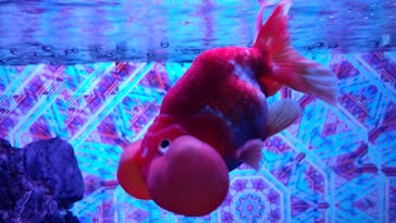 NARA IKIMONO MUSEUMに投稿された画像（2025/7/12）