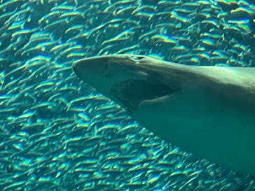 マリンワールド海の中道に投稿された画像（2025/7/12）