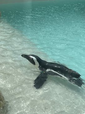 マリンワールド海の中道に投稿された画像（2025/7/12）