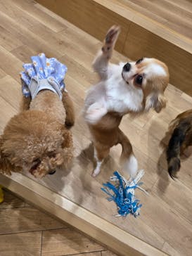 いぬカフェRio 浅草店に投稿された画像（2025/7/12）