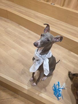 いぬカフェRio 浅草店に投稿された画像（2025/7/12）