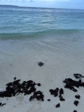 沖縄美ら海水族館（館内体験）に投稿された画像（2025/7/12）