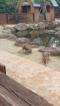 那須どうぶつ王国に投稿された画像（2025/7/12）