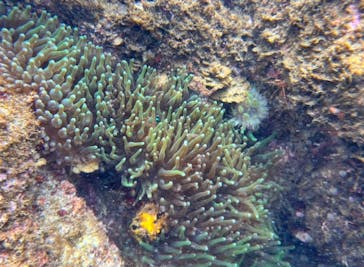 オレンジフィッシュに投稿された画像（2025/7/12）