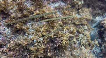 オレンジフィッシュに投稿された画像（2025/7/12）