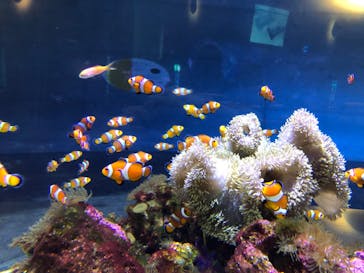 大分マリーンパレス水族館 「うみたまご」に投稿された画像（2025/7/12）