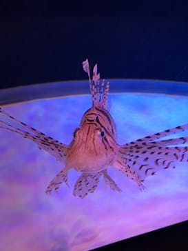 大分マリーンパレス水族館 「うみたまご」に投稿された画像（2025/7/12）