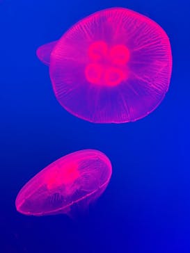 大分マリーンパレス水族館 「うみたまご」に投稿された画像（2025/7/12）