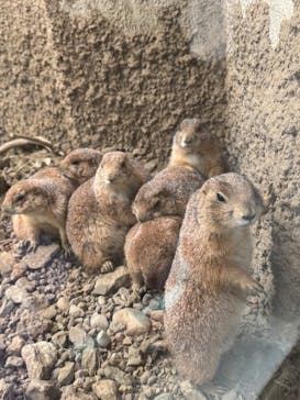 那須どうぶつ王国に投稿された画像（2025/7/12）