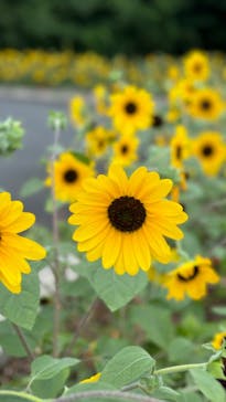 ハイパーミュージアム飯能に投稿された画像（2025/7/12）