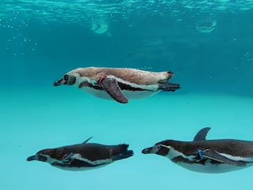葛西臨海水族園に投稿された画像（2025/7/13）