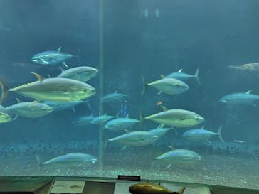 葛西臨海水族園に投稿された画像（2025/7/13）