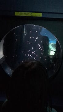 サンシャイン水族館に投稿された画像（2025/7/13）
