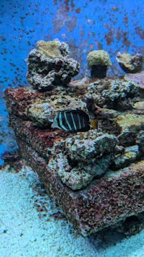 サンシャイン水族館に投稿された画像（2025/7/13）