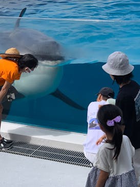 鴨川シーワールドに投稿された画像（2025/7/13）