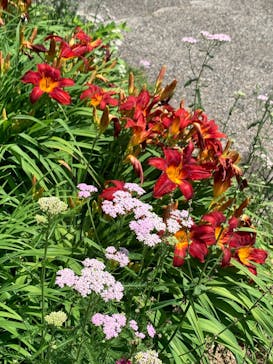 牧歌の里に投稿された画像（2025/7/13）