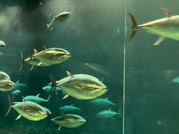 葛西臨海水族園に投稿された画像（2025/7/13）