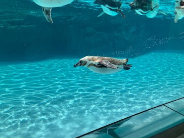 葛西臨海水族園に投稿された画像（2025/7/13）