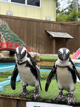 おさるランド＆アニタウン　日光さる軍団劇場に投稿された画像（2025/7/13）