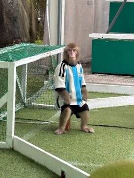 おさるランド＆アニタウン　日光さる軍団劇場に投稿された画像（2025/7/13）