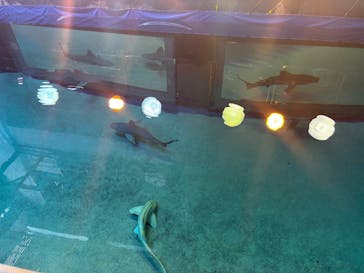 沖縄美ら海水族館（館内体験）に投稿された画像（2025/7/13）