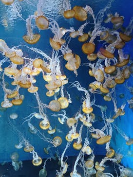 新江ノ島水族館に投稿された画像（2025/7/13）