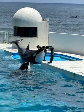 鴨川シーワールドに投稿された画像（2025/7/13）