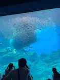 仙台うみの杜水族館に投稿された画像（2025/7/13）