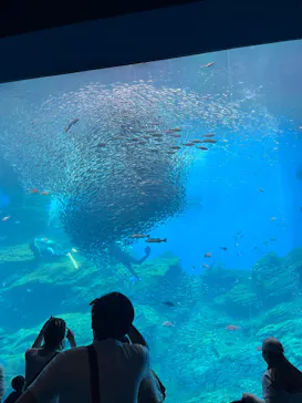 仙台うみの杜水族館に投稿された画像（2025/7/13）