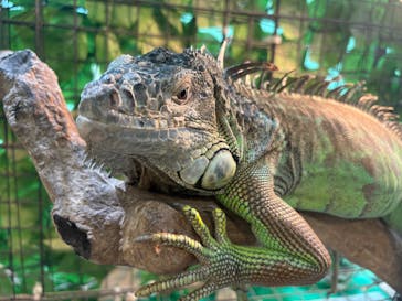 いきもの探検隊湘南に投稿された画像（2025/7/13）