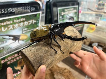 いきもの探検隊上尾に投稿された画像（2025/7/13）