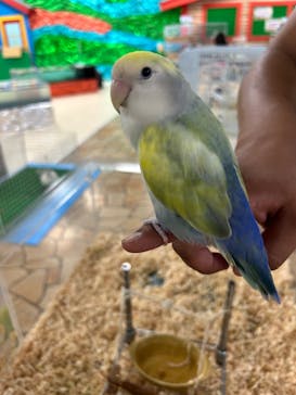 いきもの探検隊上尾に投稿された画像（2025/7/13）