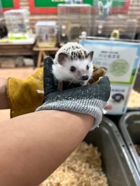 いきもの探検隊上尾に投稿された画像（2025/7/13）