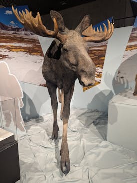 特別展「氷河期展 〜人類が見た4万年前の世界〜」（国立科学博物館）に投稿された画像（2025/7/13）