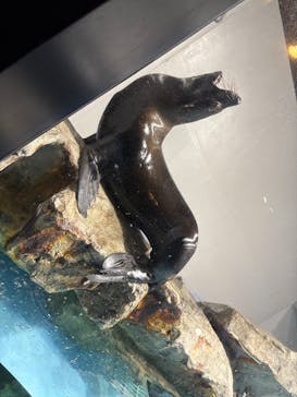 マクセル アクアパーク品川に投稿された画像（2025/7/13）