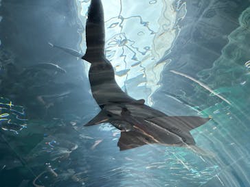 マクセル アクアパーク品川に投稿された画像（2025/7/13）