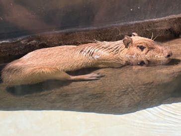 マクセル アクアパーク品川に投稿された画像（2025/7/13）