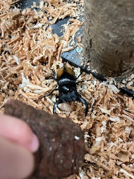 JOYPOLIS SPORTS（ジョイポリススポーツ） イオン仙台中山店に投稿された画像（2025/7/13）