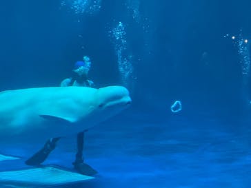 島根県立 しまね海洋館に投稿された画像（2025/7/13）