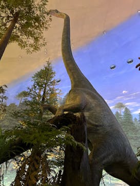 福井県立恐竜博物館に投稿された画像（2025/7/13）