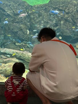 滋賀県立琵琶湖博物館に投稿された画像（2025/7/13）