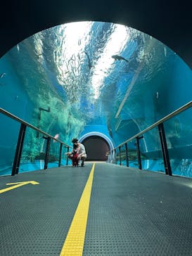 滋賀県立琵琶湖博物館に投稿された画像（2025/7/13）