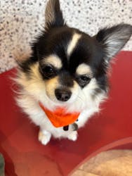 いぬカフェRio イオンモール宮崎店に投稿された画像（2025/7/13）