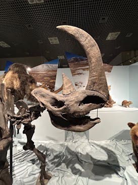 特別展「氷河期展 〜人類が見た4万年前の世界〜」（国立科学博物館）に投稿された画像（2025/7/13）