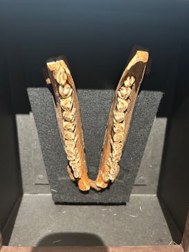 特別展「氷河期展 〜人類が見た4万年前の世界〜」（国立科学博物館）に投稿された画像（2025/7/13）